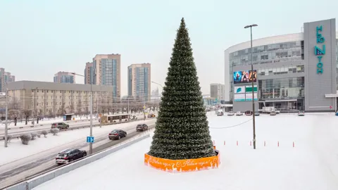 Уральская ель 15 м